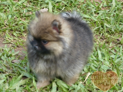 Fotos Ninhada